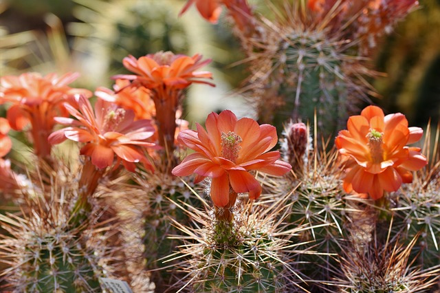 kvetoucí kaktus